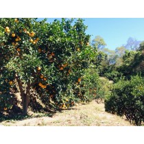 【小天使0】新竹產地直送 冬季限定 黃綠紅柳丁/5斤裝-2箱